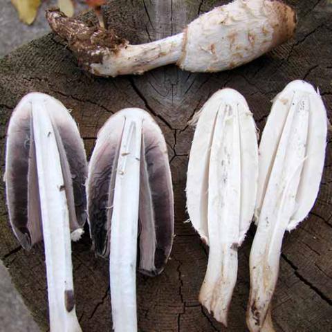 Coprinus comatus (Shaggy ink cap) - hymenium and gills