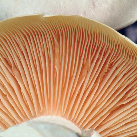 Entoloma sinuatum (Livid entoloma) - sinuate gills