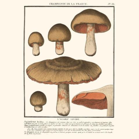 Entoloma sinuatum (Livid entoloma) - illustration