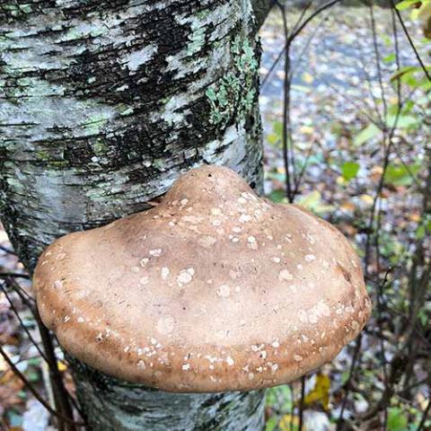 Fomitopsis betulina (Birch polypore) top view