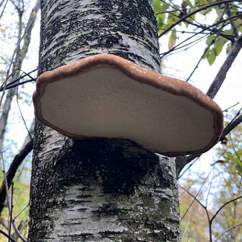 Fomitopsis betulina (Birch polypore) bottom view