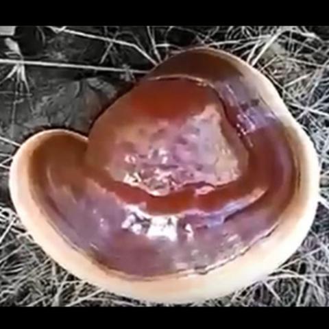 Ganoderma lucidum (Bracket fungus) growing under oak in CA