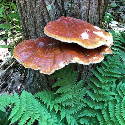 Ganoderma lucidum (Bracket fungus) 