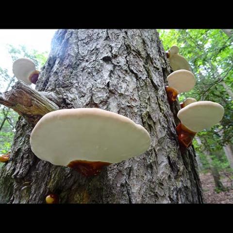 Ganoderma tsugae (Hemlock varnish shelf) on a dead Hemlock tree