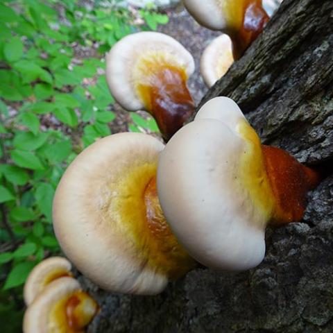 Ganoderma tsugae (Hemlock varnish shelf) on a dead Hemlock tree