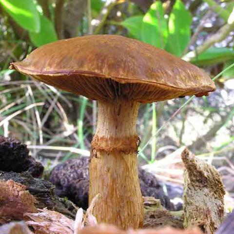 Gymnopilus junonius (Spectacular rustgill)