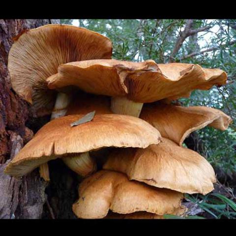 Gymnopilus junonius (Spectacular rustgill) cap and hymenium