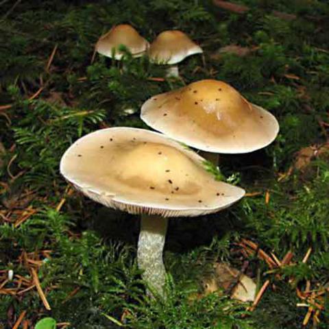 Hebeloma crustuliniforme (Poison pie) cap and hymenium