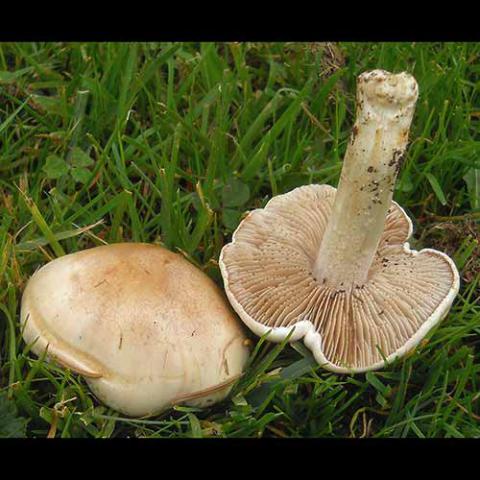 Hebeloma crustuliniforme (Poison pie)