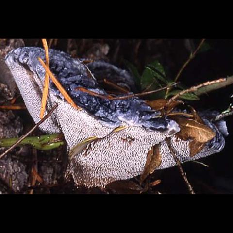 Hydnellum caeruleum (Blue tooth) 