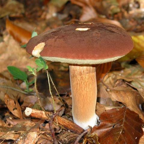 Imleria badia (Bay bolete)