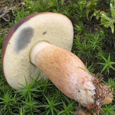 Imleria badia (Bay bolete) pore surface stains bluish-gray when injured