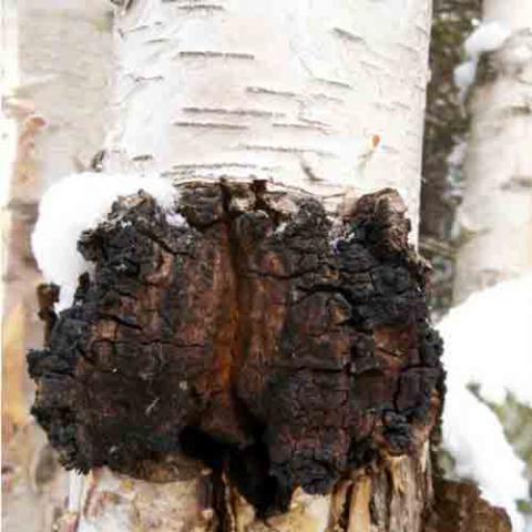 Inonotus obliquus (Chaga) on a birch tree
