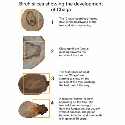 Inonotus obliquus (Chaga) stages of development