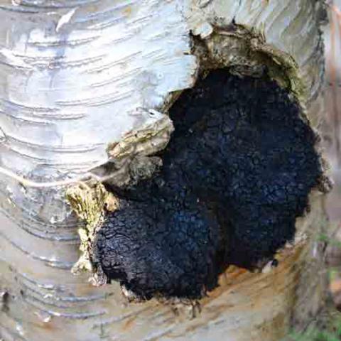 Inonotus obliquus (Chaga) on a birch tree