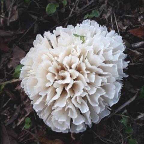 Irpex rosettiformis (Polypore rosette)