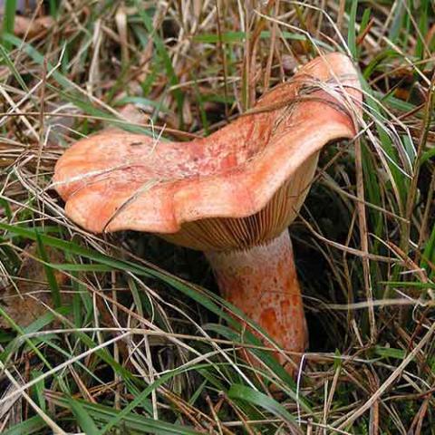 Lactarius deliciosus (Saffron milk cap)