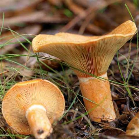 Lactarius deliciosus (Saffron milk cap) cap and hymenium