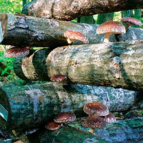 Lentinula edodes (Shiitake) mushroom farm
