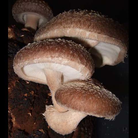 Lentinula edodes (Shiitake) cap and gills