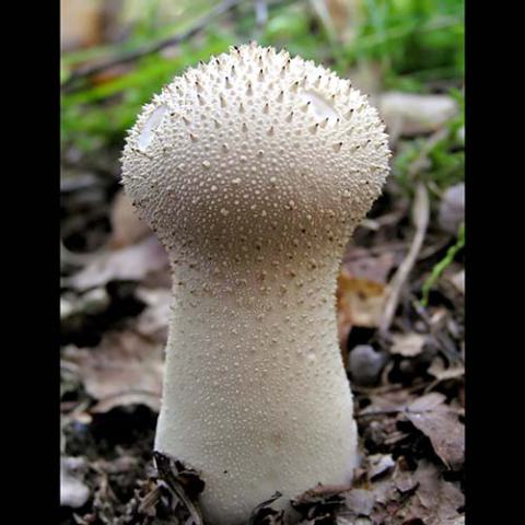 Lycoperdon perlatum (Common puffball)