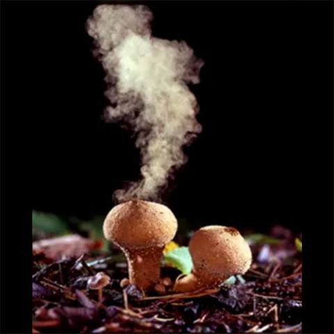 Lycoperdon perlatum (Common puffball) Emitting spores