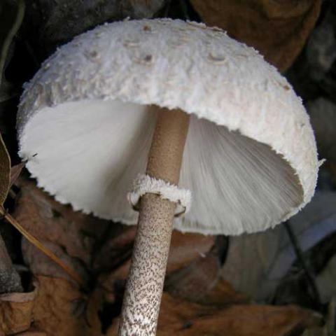 Macrolepiota procera (Parasol mushroom)