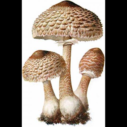 Macrolepiota procera (Parasol mushroom) illustration