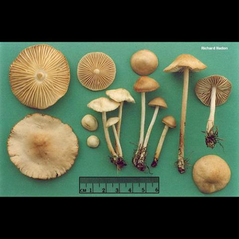 Marasmius oreades (Fairy ring mushroom)