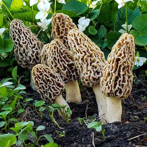 Morchella esculenta (Common morel) group shot