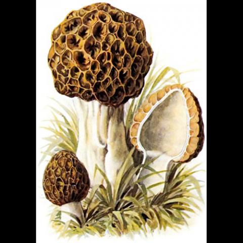 Morchella esculenta (Common morel) illustration
