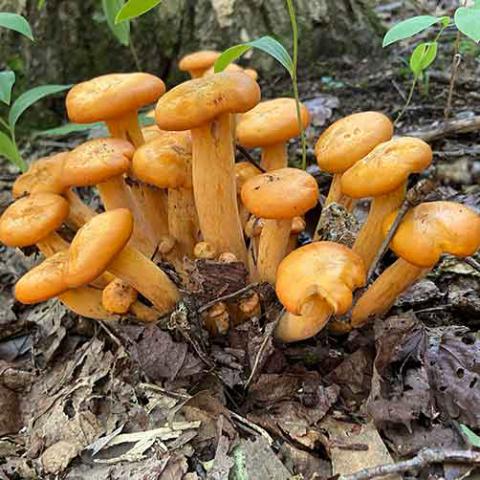 Omphalotus illudens (Jack-o'lantern) clump