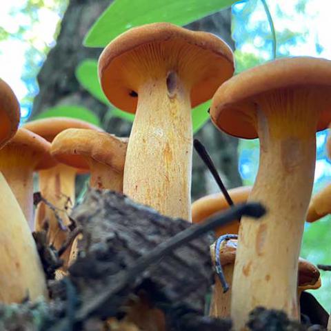 Omphalotus illudens (Jack-o'lantern) underside