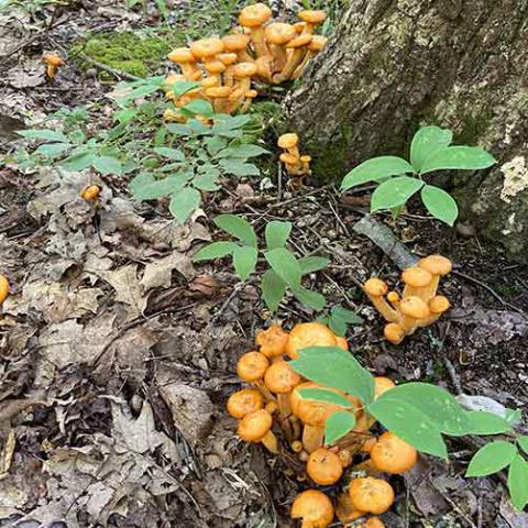 Omphalotus illudens (Jack-o'lantern)