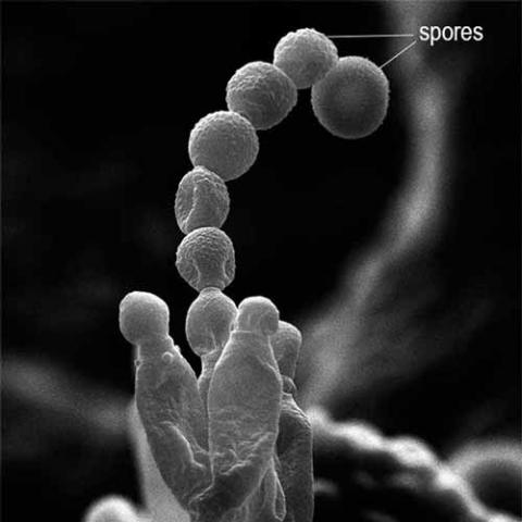 Penicillium chrysogenum (Penicillium) spores