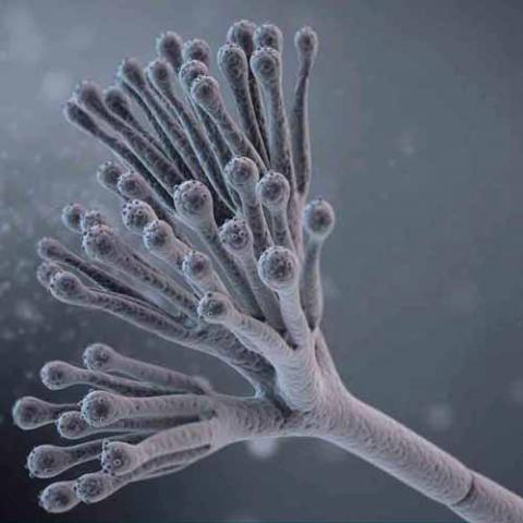 Penicillium chrysogenum (Penicillium)