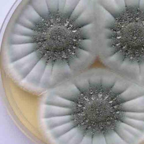 Penicillium roqueforti (Penicillium) in petri dish