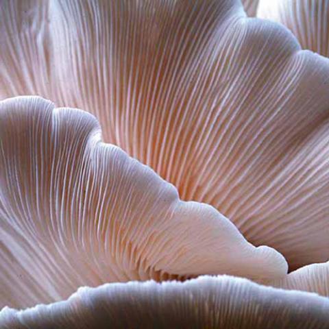 Pleurotus ostreatus (Oyster mushroom) gills