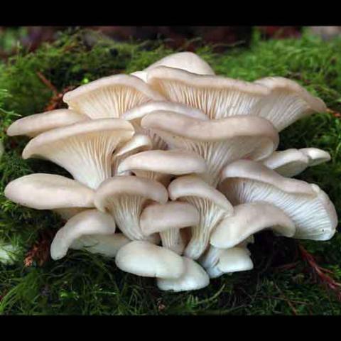 Pleurotus ostreatus (Oyster mushroom) cap and hymenium