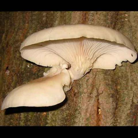 Pleurotus ostreatus (Oyster mushroom) cap and hymenium