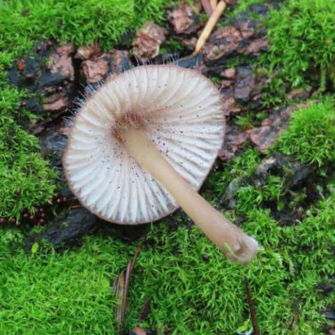 Spinellus fusiger (Bonnet mold) gills