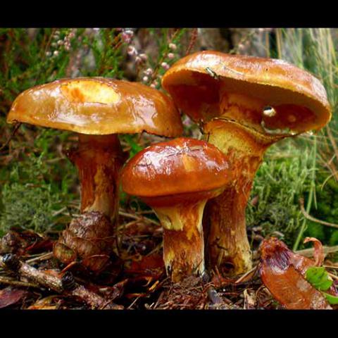 Suillus grevillei (Greville's bolete)