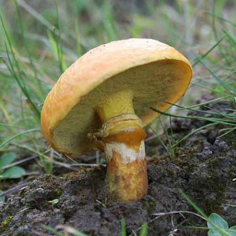 Suillus grevillei (Greville's bolete) cap and hymenium