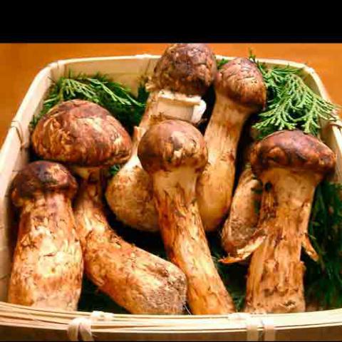 Tricholoma matsutake (Pine mushroom) cap and stipe