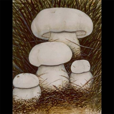 Tricholoma mongolicum (Mongolian row) illustration