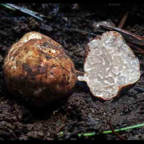 Tuber gibbosum (Oregon white truffle) cross section