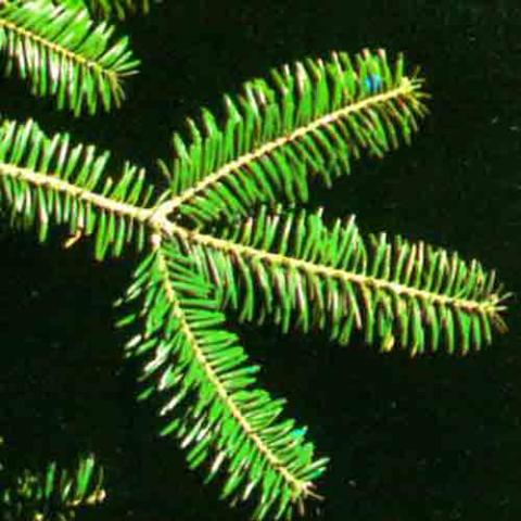 Abies balsamea (Balsam fir) needles