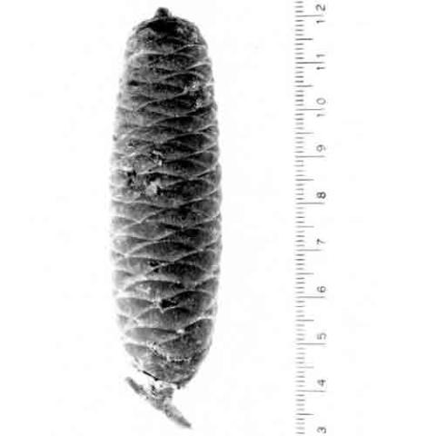 Abies balsamea (Balsam fir) cone