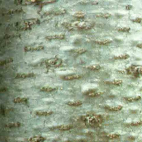 Abies balsamea (Balsam fir) bark