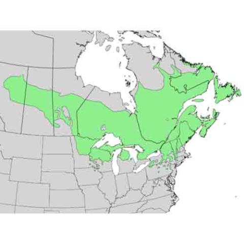 Abies balsamea (Balsam fir) range map